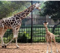 Alipore Zoo