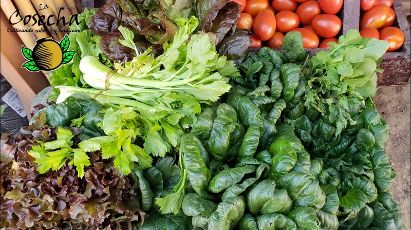 La Cosecha Organic Market in Oaxaca Centro, Oaxaca