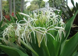 Foster Botanical Garden